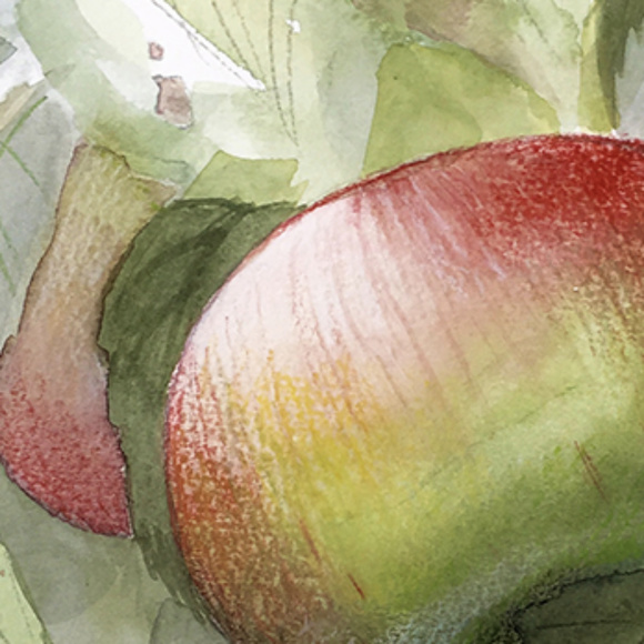 ARGOSY APPLES Fine Art Print - Picture 2 of 3